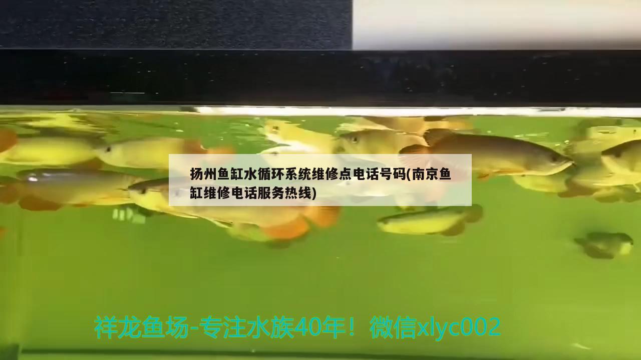 扬州鱼缸水循环系统维修点电话号码(南京鱼缸维修电话服务热线) 祥龙金禾金龙鱼