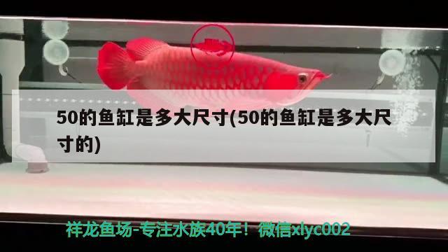 50的鱼缸是多大尺寸(50的鱼缸是多大尺寸的) 广州水族器材滤材批发市场 第2张