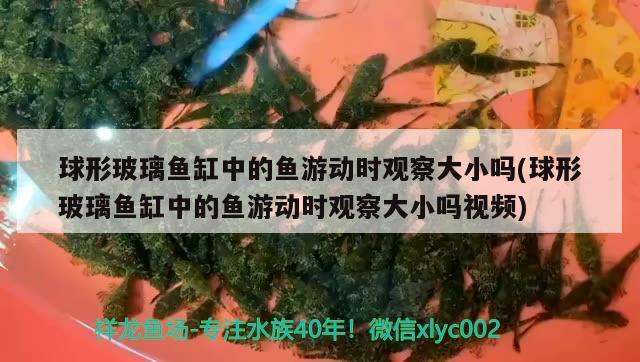 球形玻璃鱼缸中的鱼游动时观察大小吗(球形玻璃鱼缸中的鱼游动时观察大小吗视频)