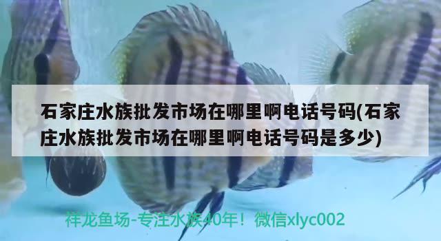 石家庄水族批发市场在哪里啊电话号码(石家庄水族批发市场在哪里啊电话号码是多少) 观赏鱼水族批发市场