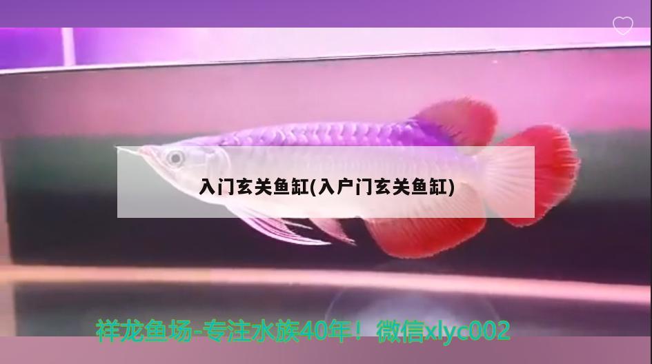 入门玄关鱼缸(入户门玄关鱼缸) 飞凤鱼