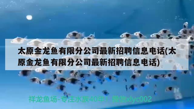 太原金龙鱼有限分公司最新招聘信息电话(太原金龙鱼有限分公司最新招聘信息电话)