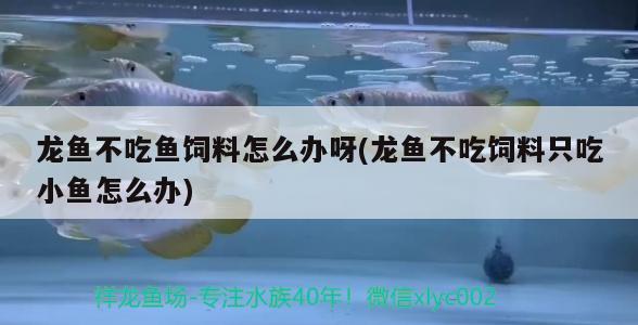 龙鱼不吃鱼饲料怎么办呀(龙鱼不吃饲料只吃小鱼怎么办) 狗仔招财猫鱼