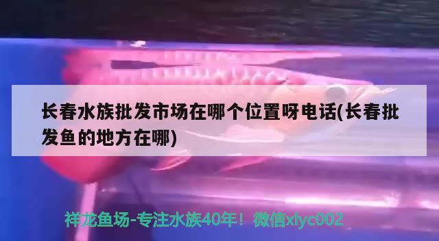 长春水族批发市场在哪个位置呀电话(长春批发鱼的地方在哪) 观赏鱼水族批发市场