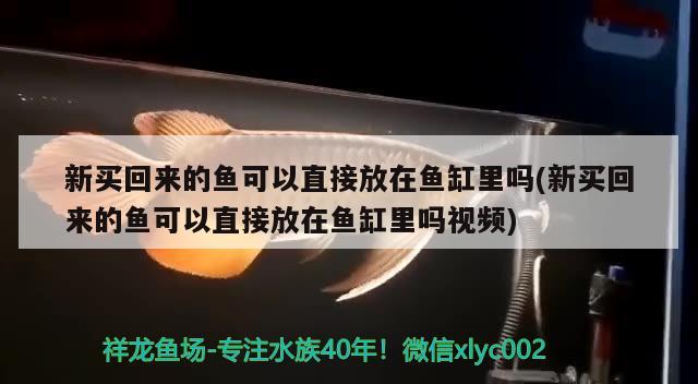 新买回来的鱼可以直接放在鱼缸里吗(新买回来的鱼可以直接放在鱼缸里吗视频) 黑白双星鱼