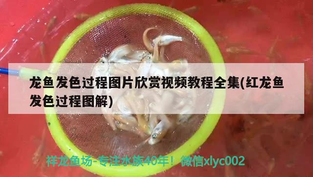 龙鱼发色过程图片欣赏视频教程全集(红龙鱼发色过程图解) 二氧化碳设备