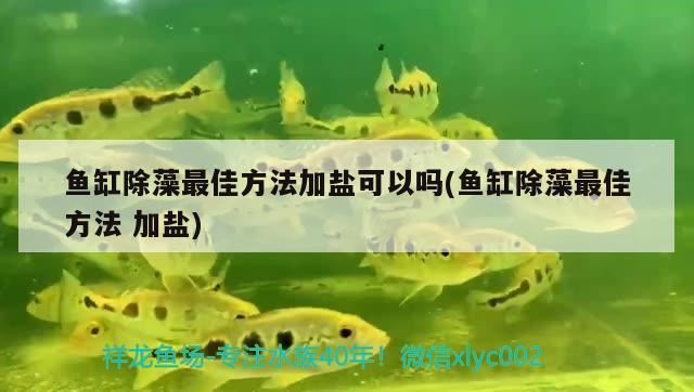 鱼缸除藻最佳方法加盐可以吗(鱼缸除藻最佳方法加盐)