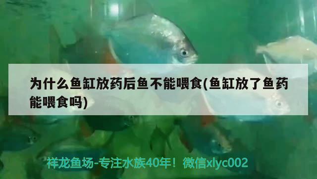 为什么鱼缸放药后鱼不能喂食(鱼缸放了鱼药能喂食吗) 祥龙水族滤材/器材