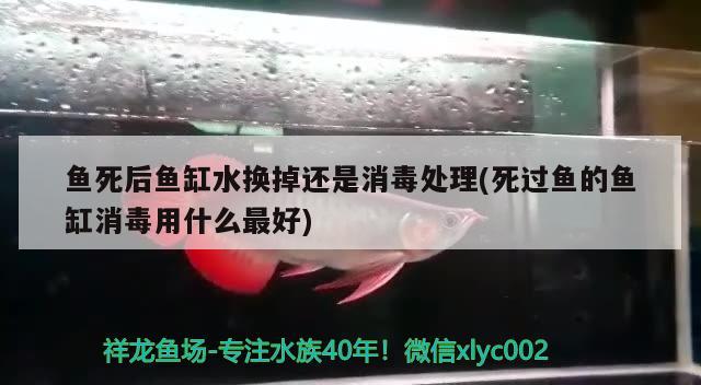 鱼死后鱼缸水换掉还是消毒处理(死过鱼的鱼缸消毒用什么最好) 纯血皇冠黑白魟鱼