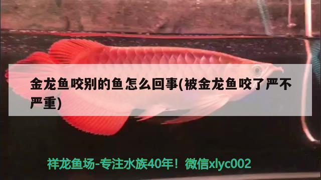 金龙鱼咬别的鱼怎么回事(被金龙鱼咬了严不严重)