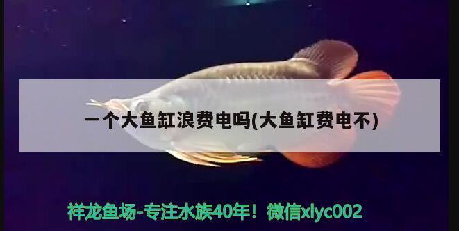 一个大鱼缸浪费电吗(大鱼缸费电不) 水族维护服务（上门）