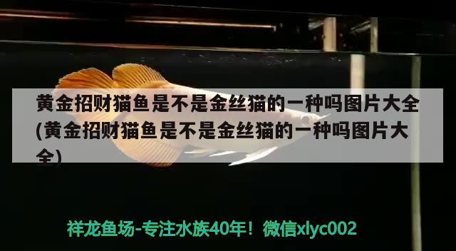 黄金招财猫鱼是不是金丝猫的一种吗图片大全(黄金招财猫鱼是不是金丝猫的一种吗图片大全)