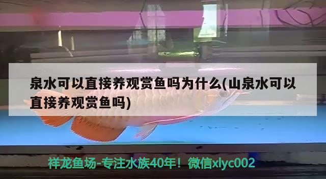 泉水可以直接养观赏鱼吗为什么(山泉水可以直接养观赏鱼吗) 金老虎鱼 第3张