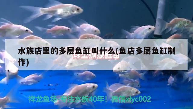 水族店里的多层鱼缸叫什么(鱼店多层鱼缸制作) 观赏鱼市场