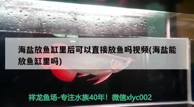 海盐放鱼缸里后可以直接放鱼吗视频(海盐能放鱼缸里吗) 黑金魟鱼