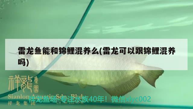 雷龙鱼能和锦鲤混养么(雷龙可以跟锦鲤混养吗) 二氧化碳设备