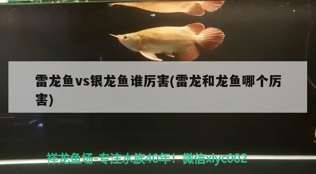 雷龙鱼vs银龙鱼谁厉害(雷龙和龙鱼哪个厉害)