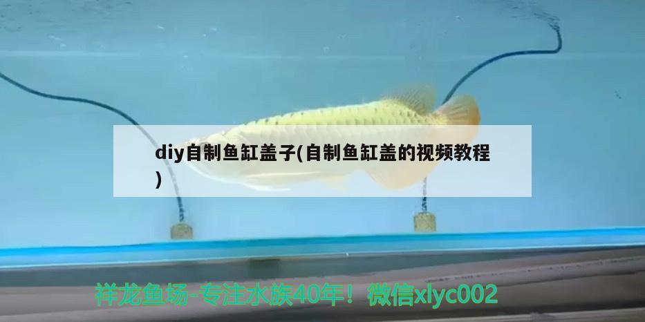 diy自制鱼缸盖子(自制鱼缸盖的视频教程) 蓝底过背金龙鱼