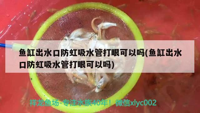 鱼缸出水口防虹吸水管打眼可以吗(鱼缸出水口防虹吸水管打眼可以吗)