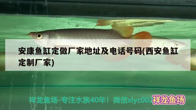 安康鱼缸定做厂家地址及电话号码(西安鱼缸定制厂家) 祥龙蓝珀金龙鱼