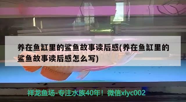 养在鱼缸里的鲨鱼故事读后感(养在鱼缸里的鲨鱼故事读后感怎么写) 白子红龙鱼