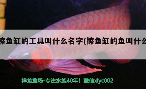 擦鱼缸的工具叫什么名字(擦鱼缸的鱼叫什么) 广州水族器材滤材批发市场