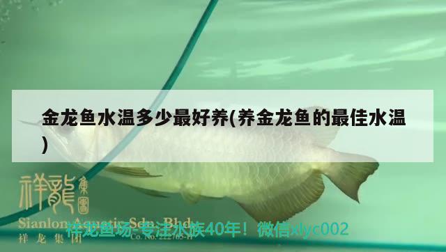 金龙鱼水温多少最好养(养金龙鱼的最佳水温) 蓝底过背金龙鱼