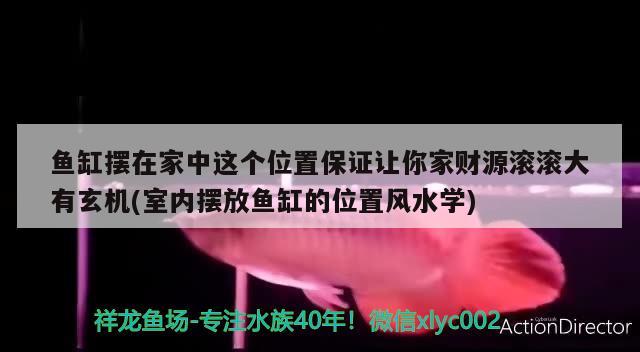 鱼缸摆在家中这个位置保证让你家财源滚滚大有玄机(室内摆放鱼缸的位置风水学)