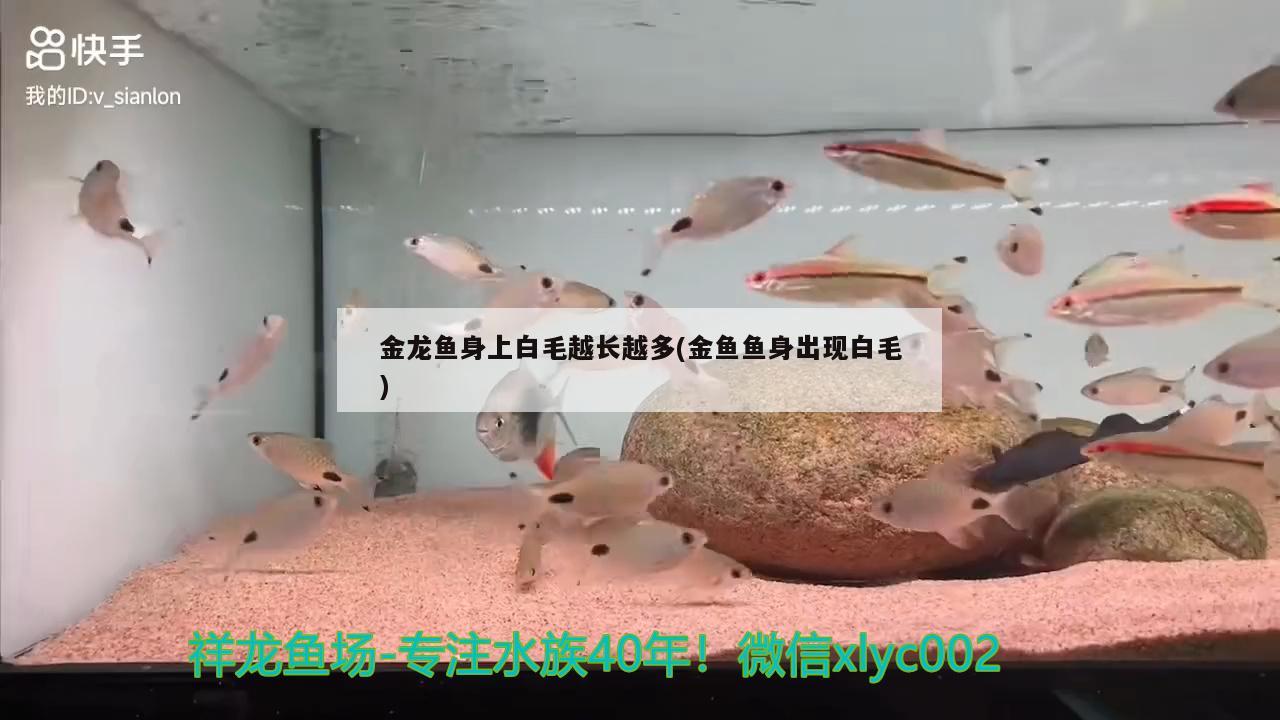 金龙鱼身上白毛越长越多(金鱼鱼身出现白毛)