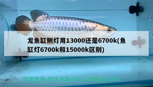 龙鱼缸侧灯用13000还是6700k(鱼缸灯6700k和15000k区别)