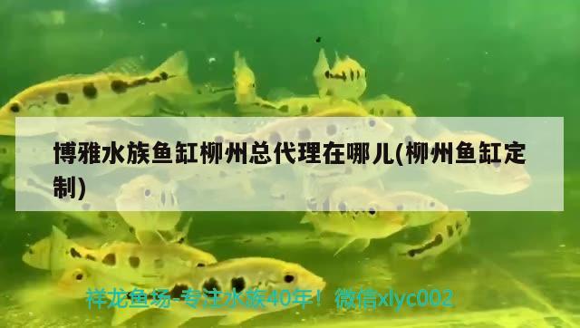 博雅水族鱼缸柳州总代理在哪儿(柳州鱼缸定制) 海象鱼