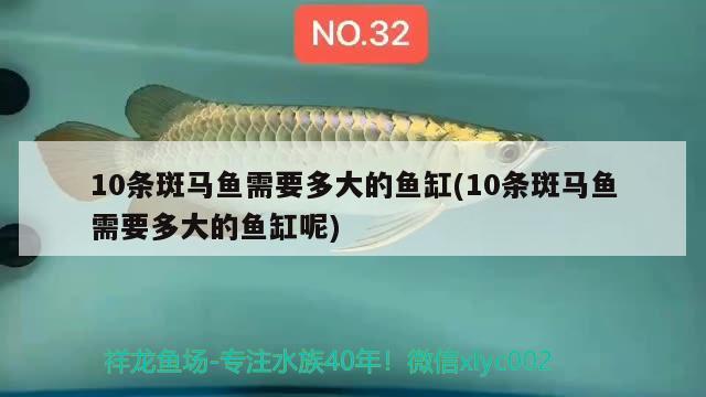 10条斑马鱼需要多大的鱼缸(10条斑马鱼需要多大的鱼缸呢) 金龙福龙鱼