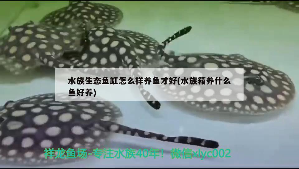 水族生态鱼缸怎么样养鱼才好(水族箱养什么鱼好养) 鱼缸/水族箱