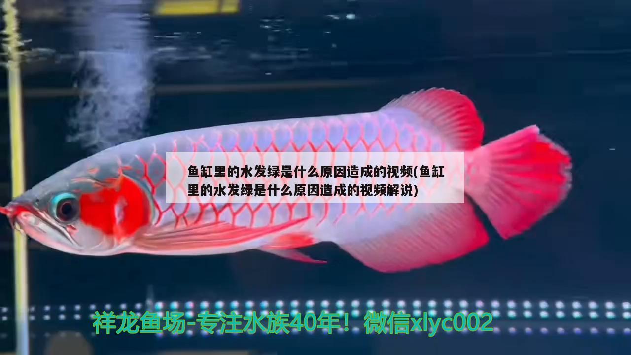 鱼缸里的水发绿是什么原因造成的视频(鱼缸里的水发绿是什么原因造成的视频解说)