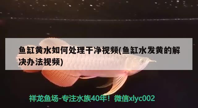 鱼缸黄水如何处理干净视频(鱼缸水发黄的解决办法视频) 粗线银版鱼苗