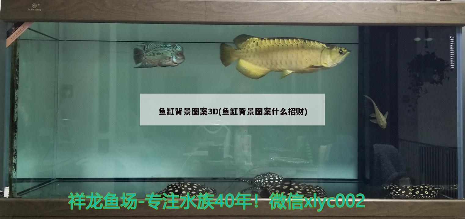 鱼缸背景图案3D(鱼缸背景图案什么招财)