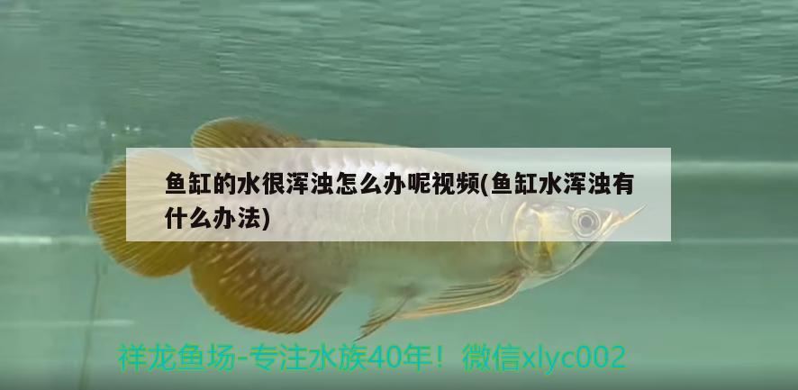 鱼缸的水很浑浊怎么办呢视频(鱼缸水浑浊有什么办法)