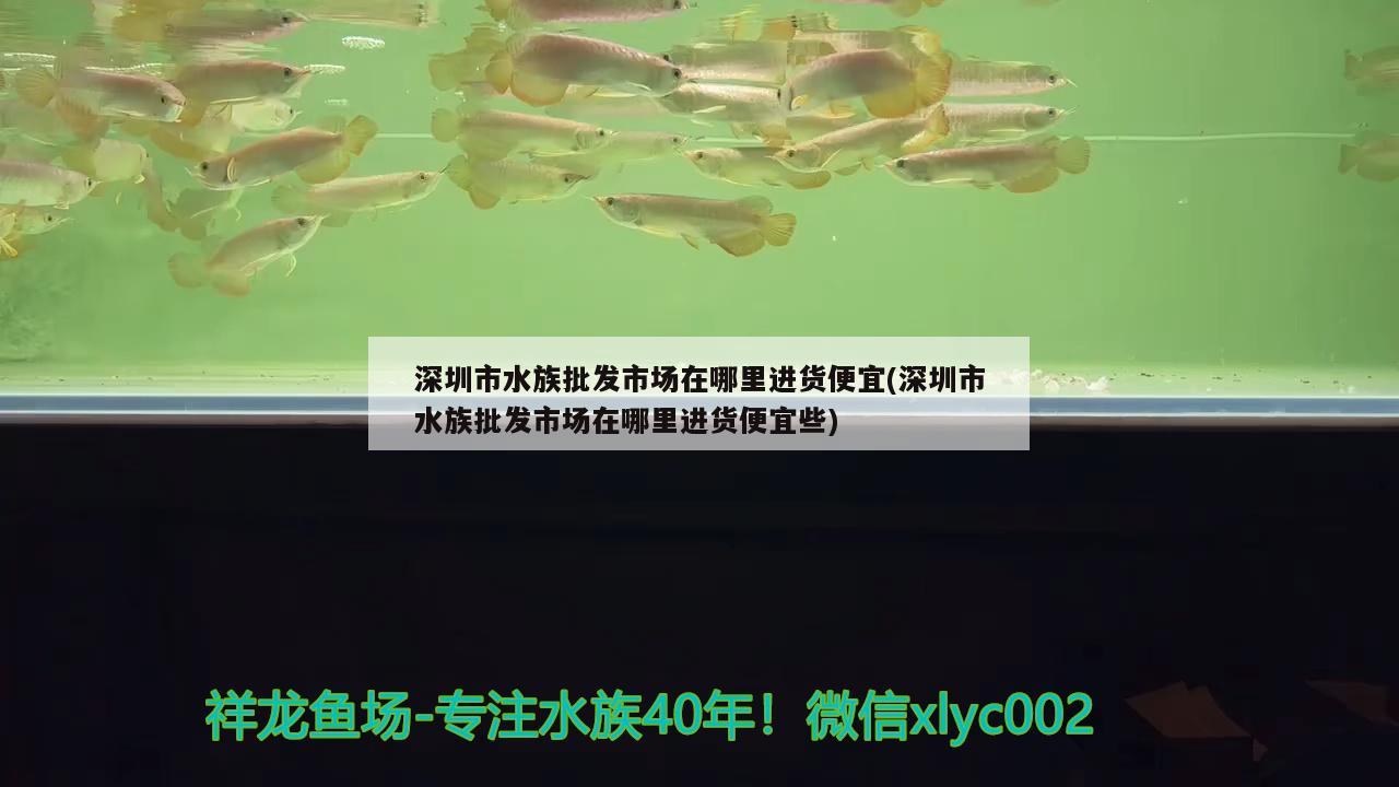 深圳市水族批发市场在哪里进货便宜(深圳市水族批发市场在哪里进货便宜些)