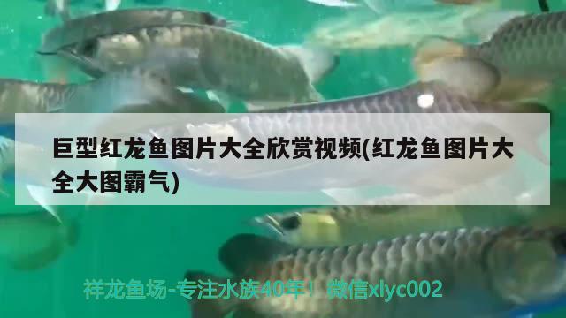 巨型红龙鱼图片大全欣赏视频(红龙鱼图片大全大图霸气)