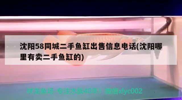 沈阳58同城二手鱼缸出售信息电话(沈阳哪里有卖二手鱼缸的) 黑影道人鱼