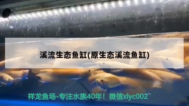 溪流生态鱼缸(原生态溪流鱼缸) 观赏鱼鱼苗