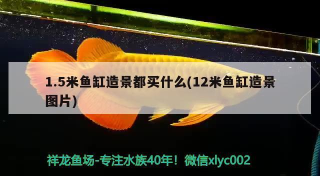 1.5米鱼缸造景都买什么(12米鱼缸造景图片) 斑马狗头鱼 第1张