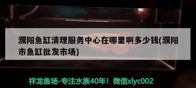 濮阳鱼缸清理服务中心在哪里啊多少钱(濮阳市鱼缸批发市场) 黑金魟鱼