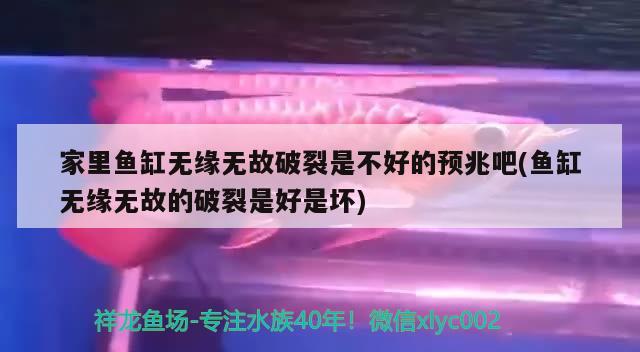 家里鱼缸无缘无故破裂是不好的预兆吧(鱼缸无缘无故的破裂是好是坏) 小型观赏鱼