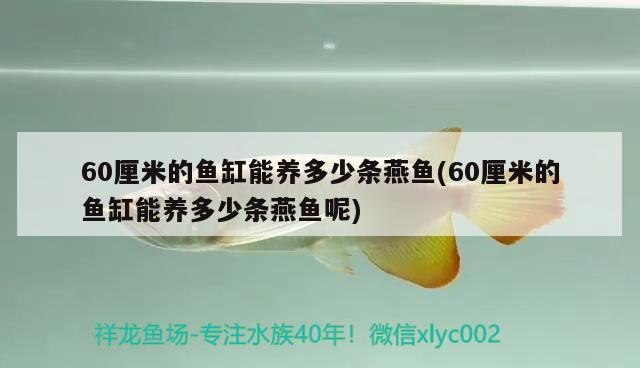 60厘米的鱼缸能养多少条燕鱼(60厘米的鱼缸能养多少条燕鱼呢) 养鱼知识