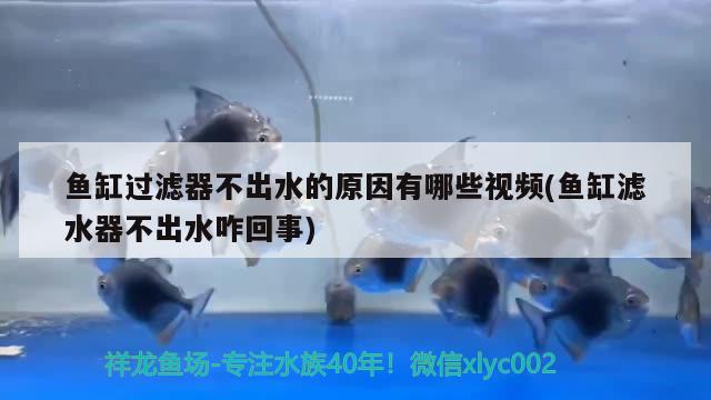 鱼缸过滤器不出水的原因有哪些视频(鱼缸滤水器不出水咋回事) 帝王血钻