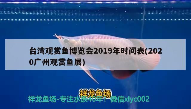 台湾观赏鱼博览会2019年时间表(2020广州观赏鱼展) 福虎/异型虎鱼/纯色虎鱼