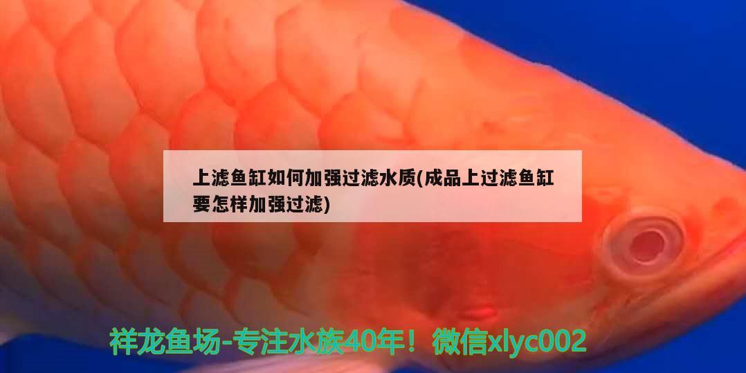 上滤鱼缸如何加强过滤水质(成品上过滤鱼缸要怎样加强过滤) 红魔王银版鱼