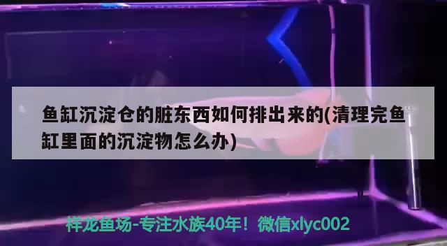 鱼缸沉淀仓的脏东西如何排出来的(清理完鱼缸里面的沉淀物怎么办) 青龙鱼