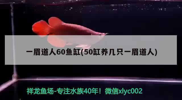 一眉道人60鱼缸(50缸养几只一眉道人) 一眉道人鱼